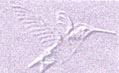 VioletHummer